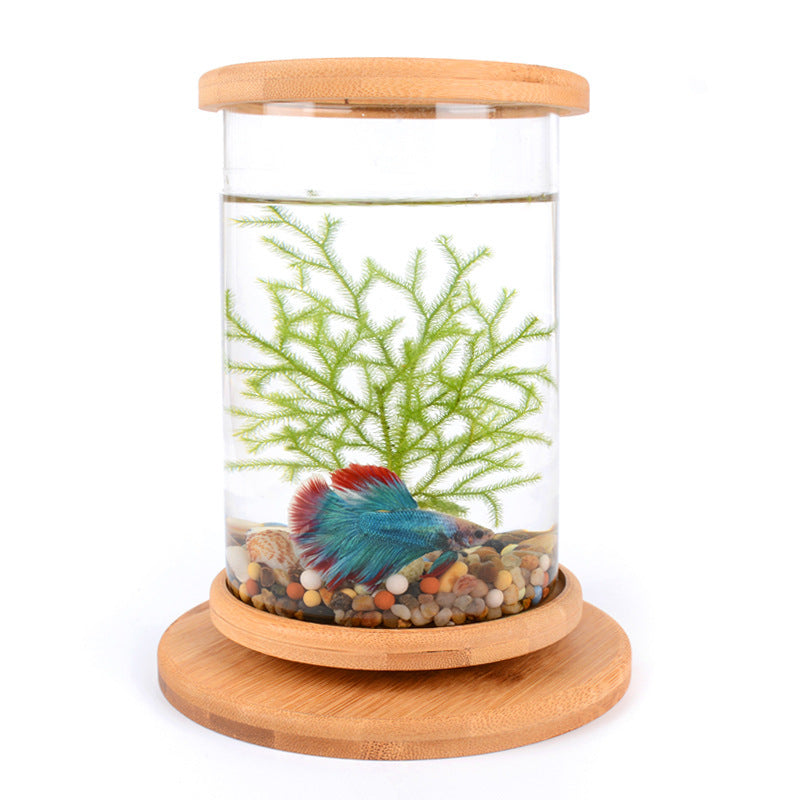 Small fish tank with a wooden lid and base, containing green seaweed and a colorful fish.