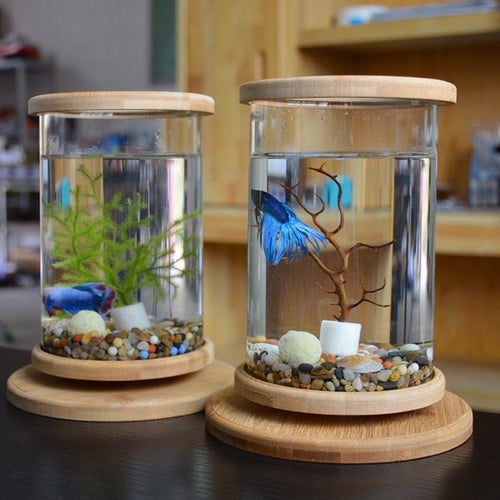 Two small glass aquariums with wooden lids and bases on a dark surface.