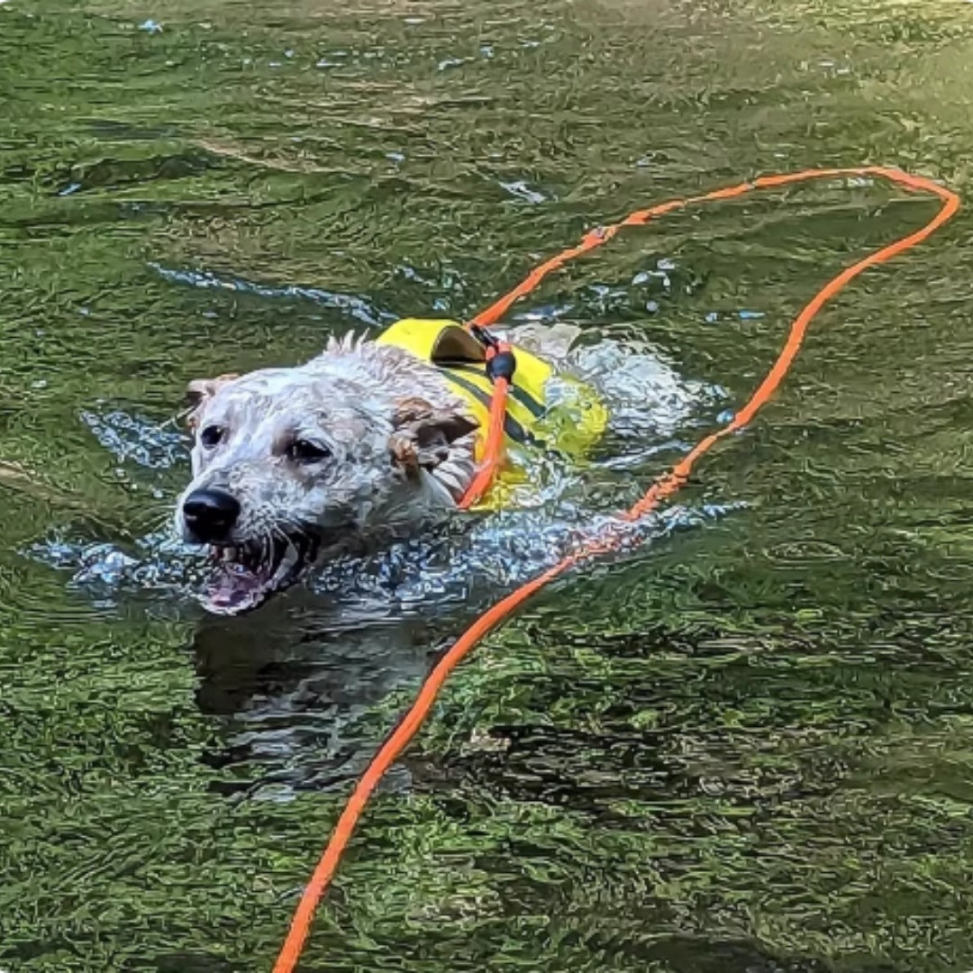 Dog swimming in water with a life jacket and orange leash